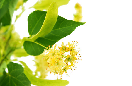 linden flowers isolated on white backgroundの写真素材