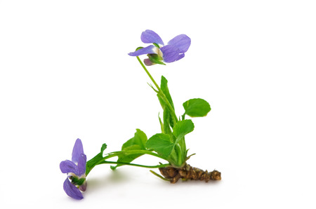 violet flowers isolated on white background