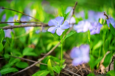 Periwinkle Vinca blue spring flowers in the forest