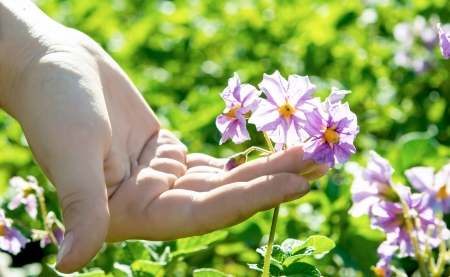 potatoes blooming on the fieldの写真素材