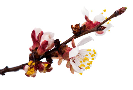 branch with apricot flowers isolated on white backgroundの写真素材