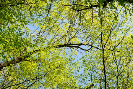 spring landscape of trees against the skyの写真素材