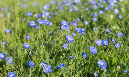 flax flowers blooming in the meadowの写真素材