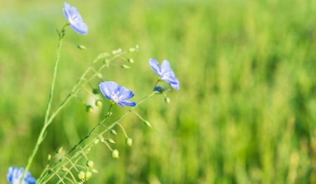 flax flowers blooming in the meadowの写真素材