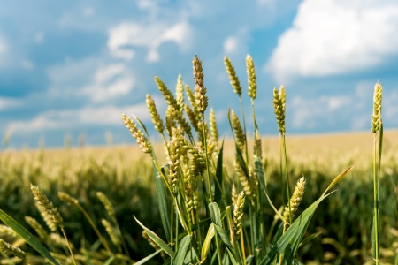 wheat field before the rainの写真素材