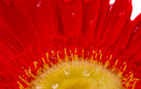 red gerbera isolated on white backgroundの写真素材