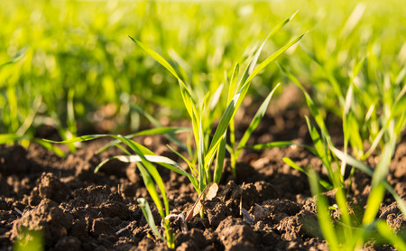 growing wheat on a spring field