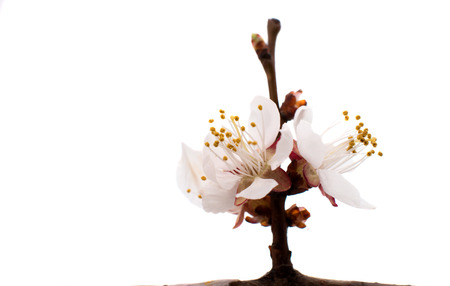 blooming apricot twig isolated on white backgroundの写真素材