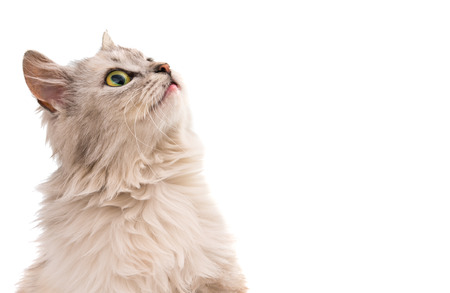 cat isolated on white backgroundの写真素材