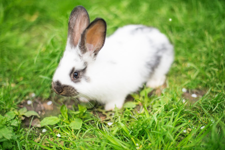 rabbit in green grass