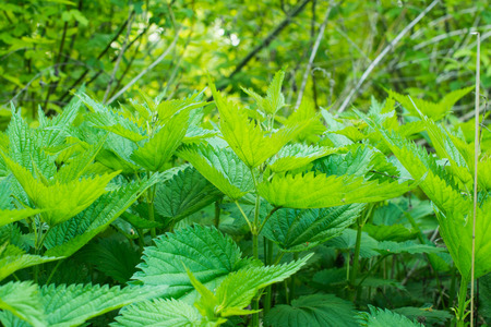 nettles growing in the meadowの写真素材