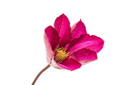 flower isolated on white background