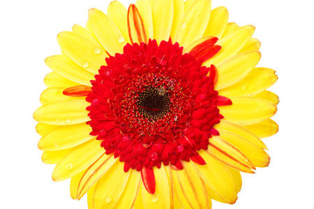 gerbera on a white backgroundの写真素材