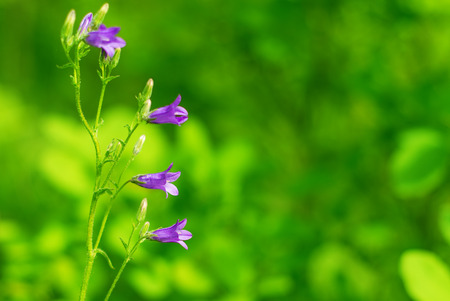 bell growing on meadowの写真素材