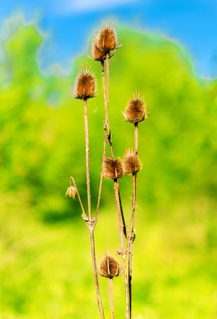 macro shot of some dried thistles in a green meadowの写真素材
