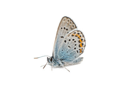 butterfly on white backgroundの写真素材