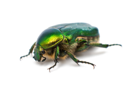 green beetle on a white backgroundの写真素材