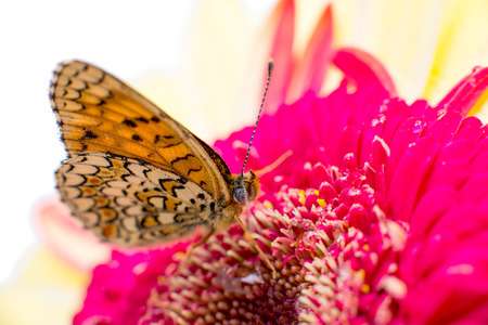 butterfly on a flower close-up in studioの写真素材