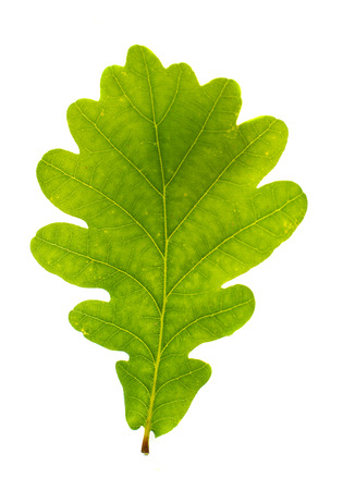 green oak leaves on a white backgroundの写真素材