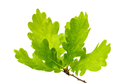 green oak leaves on a white backgroundの写真素材