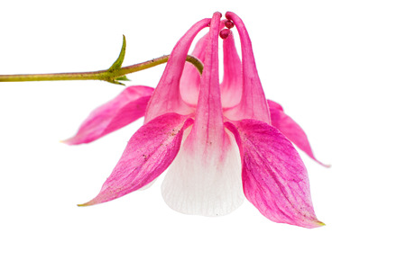 aquilegia flower isolated on white backgroundの写真素材