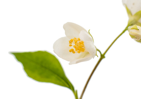 jasmine flower on a white backgroundの写真素材