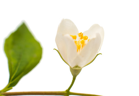 jasmine flower on a white backgroundの写真素材