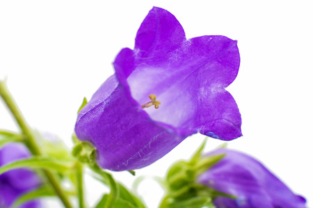 bell flower isolated on white background