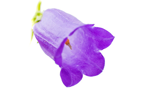 bell flower isolated on white backgroundの写真素材