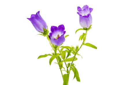 bell flower isolated on white backgroundの写真素材