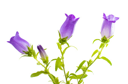 bell flower isolated on white backgroundの写真素材