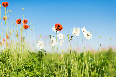 Poppy field against blue sky. Nature composition.の写真素材