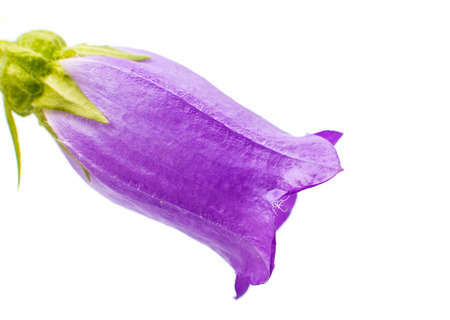 bell flower isolated on white backgroundの写真素材