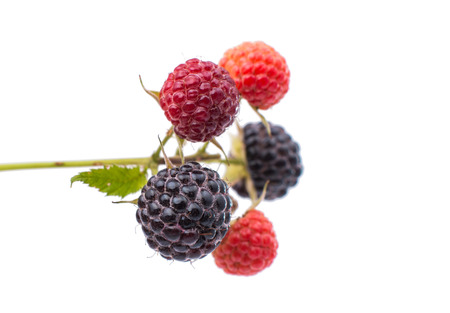 fresh berry blackberry with green leaf isolated on white backgroundの写真素材