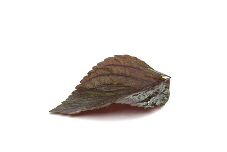 purple basil isolated on white backgroundの写真素材