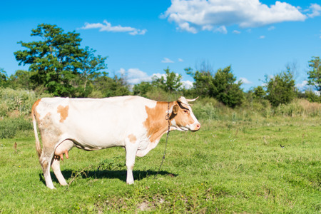 cow grazing in a meadowの写真素材