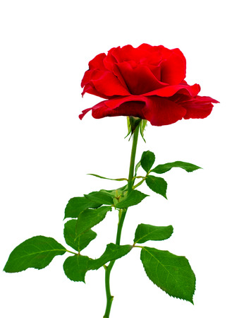 red rose isolated on white backgroundの写真素材