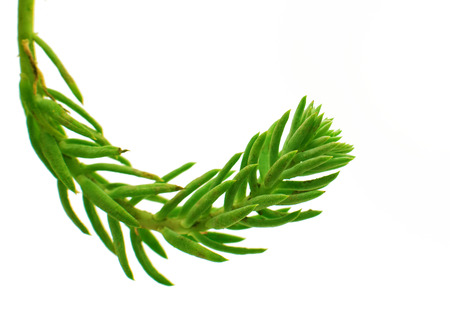 green plant on white backgroundの写真素材