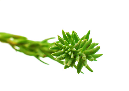 green plant on white backgroundの写真素材