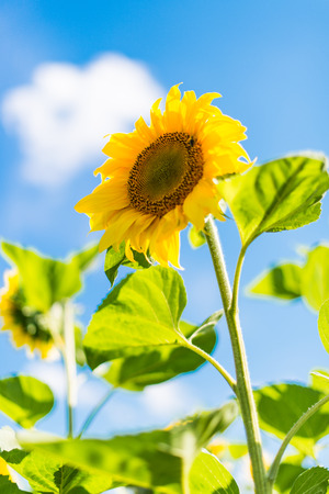 sunflowers growing in the fieldの写真素材