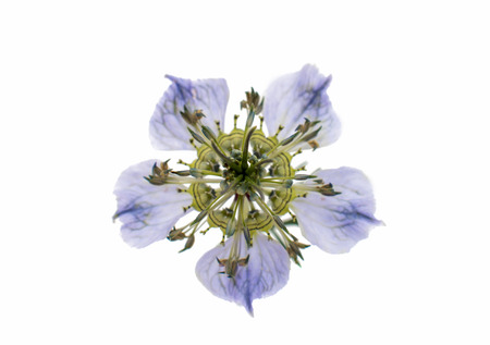 beautiful flower on white backgroundの写真素材