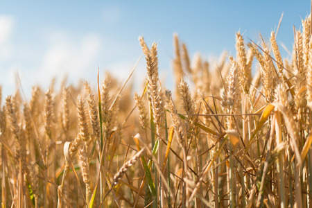 Yellow grain ready for harvest growing in a farm field
