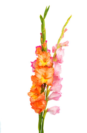 gladiolus isolated on white backgroundの写真素材