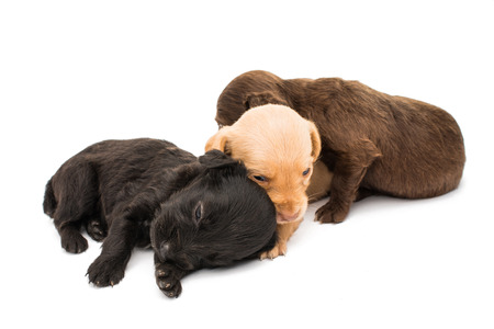 spaniel puppy on a white backgroundの写真素材
