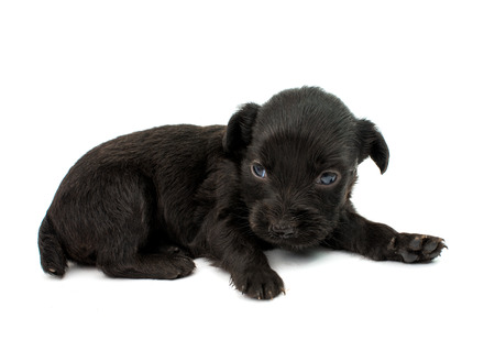 spaniel puppy on a white backgroundの写真素材