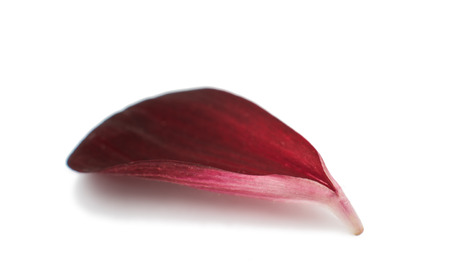 dahlia petal on white background