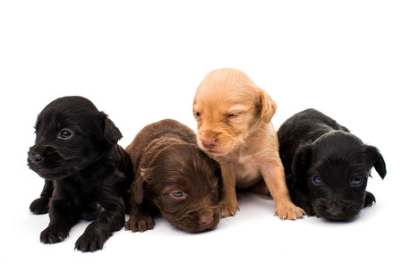 spaniel puppy on a white backgroundの写真素材