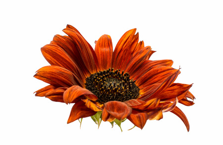 decorative flower sunflower isolated on white backgroundの写真素材