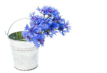 knapweed flower on a white の写真素材