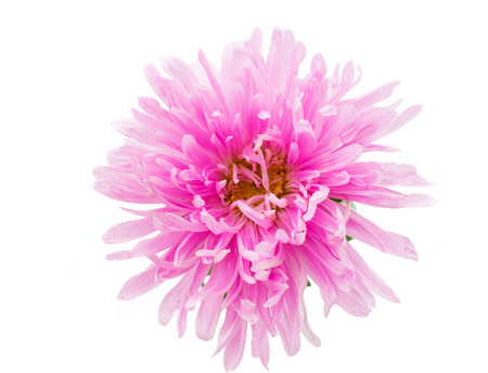 aster flower on a white の写真素材